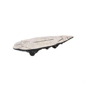 Fuente Presentación Purasangre Teide Alta